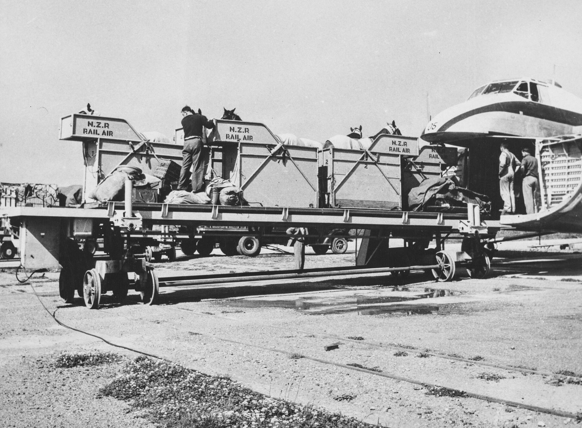 New Zealand Railway Department (NZR) loading horses onto a Bristol Type 170 Freighter, c. 1955.